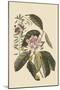 Pennsylvana Lilly - Rhododenron-Mark Catesby-Mounted Art Print