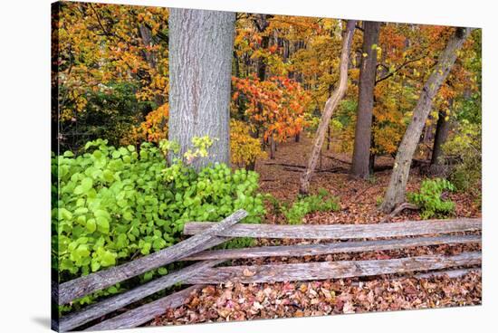 Pennsylvania, Benton. Split Rail Fence in Ricketts Glen State Park-Jay O'brien-Stretched Canvas