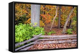 Pennsylvania, Benton. Split Rail Fence in Ricketts Glen State Park-Jay O'brien-Framed Stretched Canvas