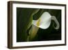 Pennsylvania. Calla Lily Close-Up-Jaynes Gallery-Framed Photographic Print