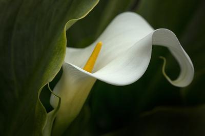 Close-Up of a Calla Lily Canvas Picture Poster Art 