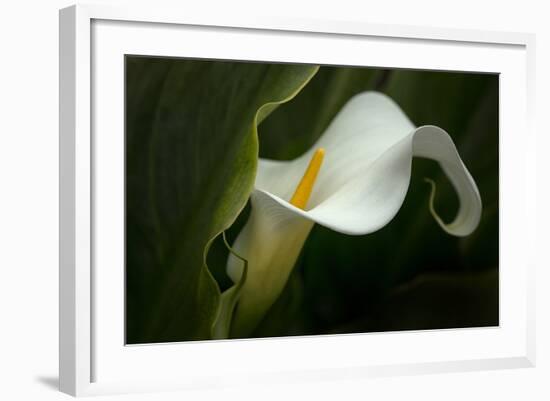 Pennsylvania. Calla Lily Close-Up-Jaynes Gallery-Framed Photographic Print