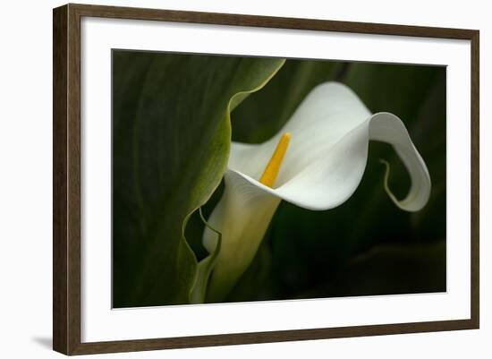 Pennsylvania. Calla Lily Close-Up-Jaynes Gallery-Framed Photographic Print