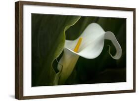 Pennsylvania. Calla Lily Close-Up-Jaynes Gallery-Framed Photographic Print