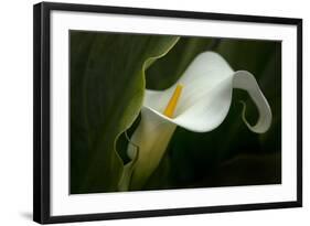 Pennsylvania. Calla Lily Close-Up-Jaynes Gallery-Framed Photographic Print