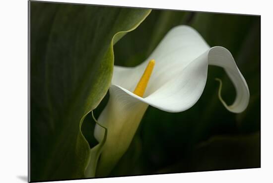 Pennsylvania. Calla Lily Close-Up-Jaynes Gallery-Mounted Photographic Print