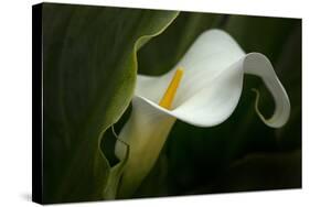 Pennsylvania. Calla Lily Close-Up-Jaynes Gallery-Stretched Canvas