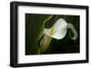 Pennsylvania. Calla Lily Close-Up-Jaynes Gallery-Framed Photographic Print