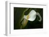 Pennsylvania. Calla Lily Close-Up-Jaynes Gallery-Framed Photographic Print