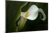 Pennsylvania. Calla Lily Close-Up-Jaynes Gallery-Mounted Photographic Print