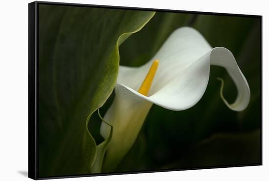 Pennsylvania. Calla Lily Close-Up-Jaynes Gallery-Framed Stretched Canvas
