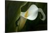Pennsylvania. Calla Lily Close-Up-Jaynes Gallery-Stretched Canvas