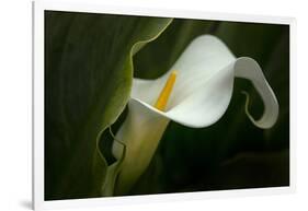 Pennsylvania. Calla Lily Close-Up-Jaynes Gallery-Framed Photographic Print