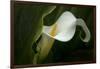 Pennsylvania. Calla Lily Close-Up-Jaynes Gallery-Framed Photographic Print