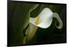 Pennsylvania. Calla Lily Close-Up-Jaynes Gallery-Framed Photographic Print