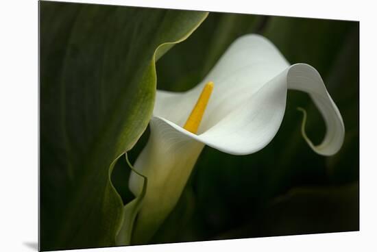 Pennsylvania. Calla Lily Close-Up-Jaynes Gallery-Mounted Premium Photographic Print