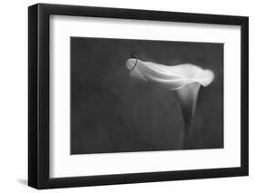 Pennsylvania. Calla Lily in Black and White-Jaynes Gallery-Framed Photographic Print