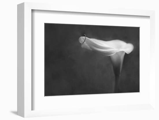 Pennsylvania. Calla Lily in Black and White-Jaynes Gallery-Framed Photographic Print