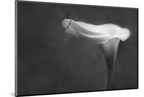 Pennsylvania. Calla Lily in Black and White-Jaynes Gallery-Mounted Photographic Print