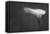 Pennsylvania. Calla Lily in Black and White-Jaynes Gallery-Framed Stretched Canvas