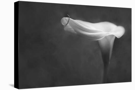 Pennsylvania. Calla Lily in Black and White-Jaynes Gallery-Stretched Canvas