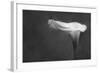 Pennsylvania. Calla Lily in Black and White-Jaynes Gallery-Framed Photographic Print