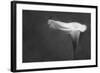 Pennsylvania. Calla Lily in Black and White-Jaynes Gallery-Framed Photographic Print