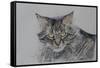 Pennsylvania Cat, 2009-Anthony Butera-Framed Stretched Canvas