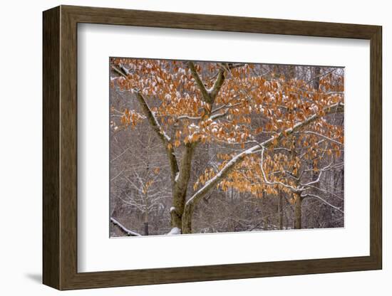 Pennsylvania, Philadelphia. Snow on Trees in Pennypack Park-Jaynes Gallery-Framed Photographic Print