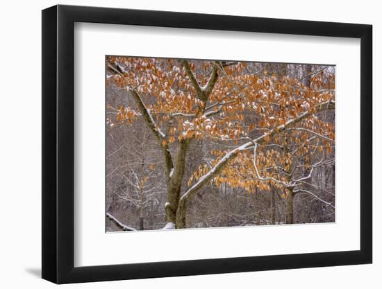 Pennsylvania, Philadelphia. Snow on Trees in Pennypack Park-Jaynes Gallery-Framed Photographic Print