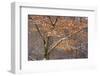 Pennsylvania, Philadelphia. Snow on Trees in Pennypack Park-Jaynes Gallery-Framed Photographic Print