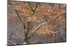 Pennsylvania, Philadelphia. Snow on Trees in Pennypack Park-Jaynes Gallery-Mounted Photographic Print