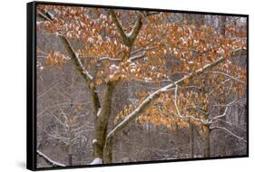 Pennsylvania, Philadelphia. Snow on Trees in Pennypack Park-Jaynes Gallery-Framed Stretched Canvas
