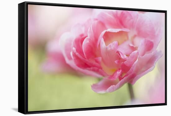 Pennsylvania. Pink Double Tulip Flower-Jaynes Gallery-Framed Stretched Canvas