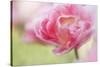 Pennsylvania. Pink Double Tulip Flower-Jaynes Gallery-Stretched Canvas