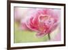 Pennsylvania. Pink Double Tulip Flower-Jaynes Gallery-Framed Photographic Print