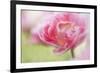 Pennsylvania. Pink Double Tulip Flower-Jaynes Gallery-Framed Photographic Print