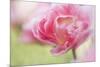 Pennsylvania. Pink Double Tulip Flower-Jaynes Gallery-Mounted Photographic Print