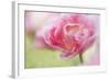 Pennsylvania. Pink Double Tulip Flower-Jaynes Gallery-Framed Photographic Print