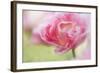 Pennsylvania. Pink Double Tulip Flower-Jaynes Gallery-Framed Photographic Print