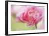 Pennsylvania. Pink Double Tulip Flower-Jaynes Gallery-Framed Photographic Print