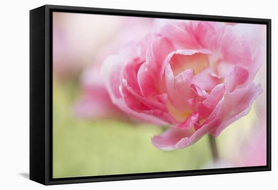 Pennsylvania. Pink Double Tulip Flower-Jaynes Gallery-Framed Stretched Canvas