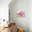 Pennsylvania. Pink Double Tulip Flower-Jaynes Gallery-Photographic Print displayed on a wall