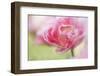 Pennsylvania. Pink Double Tulip Flower-Jaynes Gallery-Framed Photographic Print