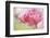 Pennsylvania. Pink Double Tulip Flower-Jaynes Gallery-Framed Photographic Print