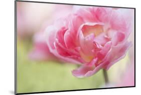 Pennsylvania. Pink Double Tulip Flower-Jaynes Gallery-Mounted Photographic Print