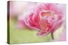 Pennsylvania. Pink Double Tulip Flower-Jaynes Gallery-Stretched Canvas