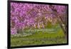 Pennsylvania, Wayne, Chanticleer Garden. Cherry Blossom Tree in Garden-Jaynes Gallery-Framed Photographic Print