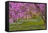 Pennsylvania, Wayne, Chanticleer Garden. Cherry Blossom Tree in Garden-Jaynes Gallery-Framed Stretched Canvas