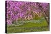 Pennsylvania, Wayne, Chanticleer Garden. Cherry Blossom Tree in Garden-Jaynes Gallery-Stretched Canvas